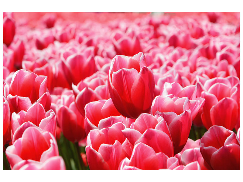 modern-3-piece-canvas-print-happy-tulip-field