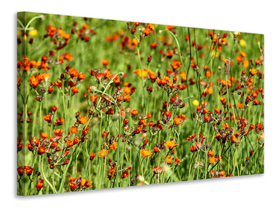 4-piece-canvas-print-hawkweeds