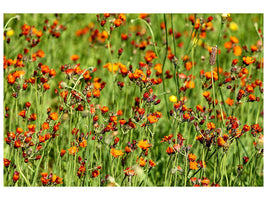 3-piece-canvas-print-hawkweeds