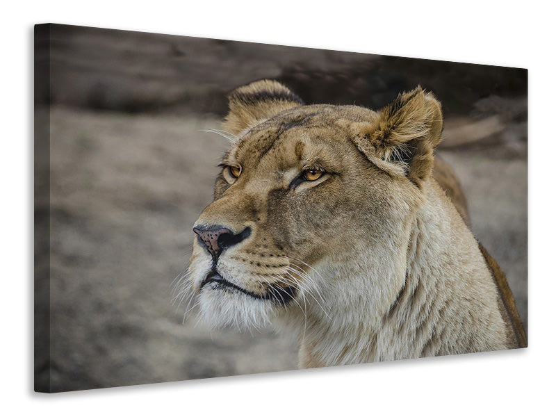 3-piece-canvas-print-head-of-a-lioness