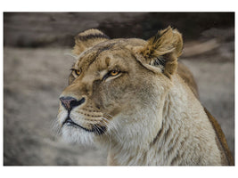 3-piece-canvas-print-head-of-a-lioness