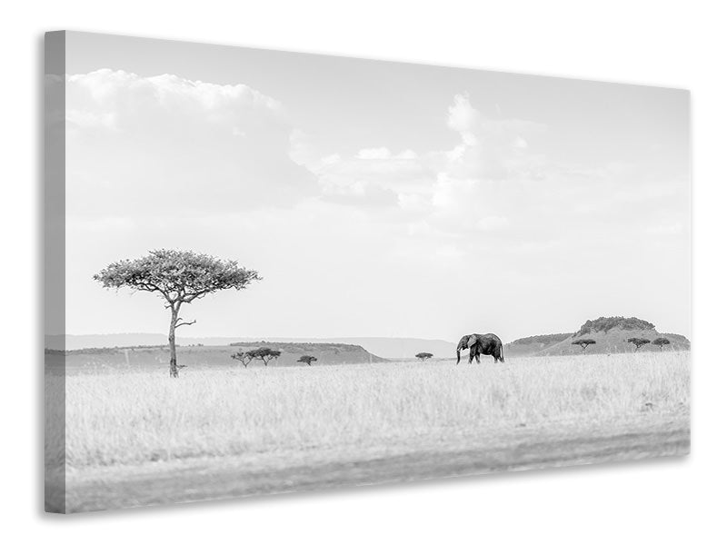 panoramic-canvas-print-high-key-savannah