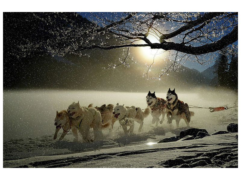 3-piece-canvas-print-huskies