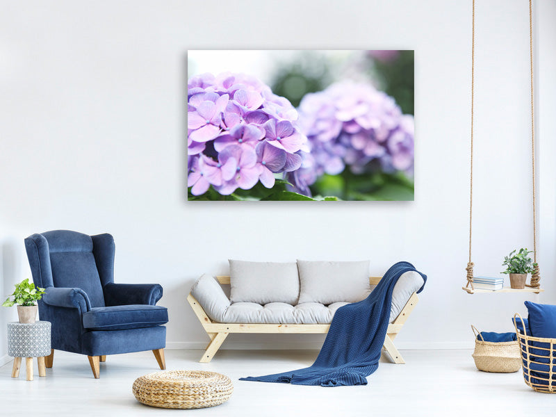panoramic-3-piece-canvas-print-hydrangeas