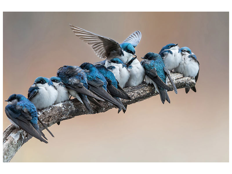 5-piece-canvas-print-i-will-make-myself-some-room
