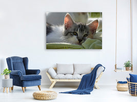 3-piece-canvas-print-in-love-with-kitten
