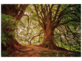 modern-4-piece-canvas-print-in-the-dense-forest