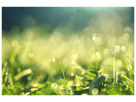 5-piece-canvas-print-in-the-meadow
