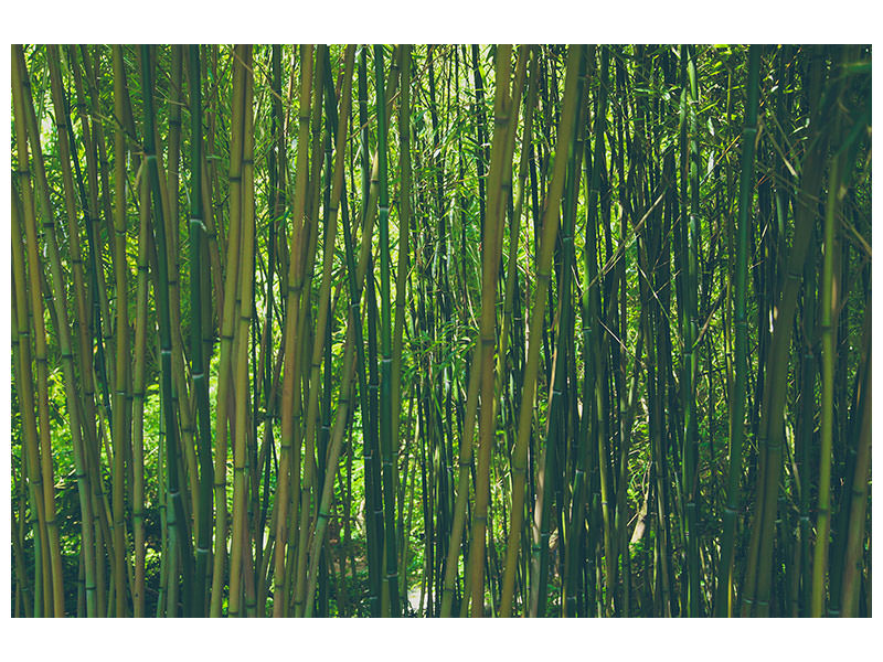5-piece-canvas-print-in-the-middle-of-the-bamboo