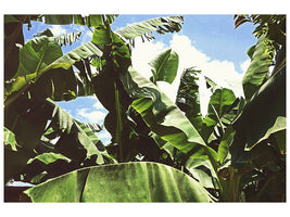 modern-4-piece-canvas-print-in-the-middle-of-the-jungle