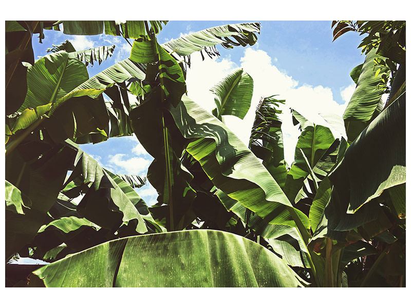 modern-3-piece-canvas-print-in-the-middle-of-the-jungle