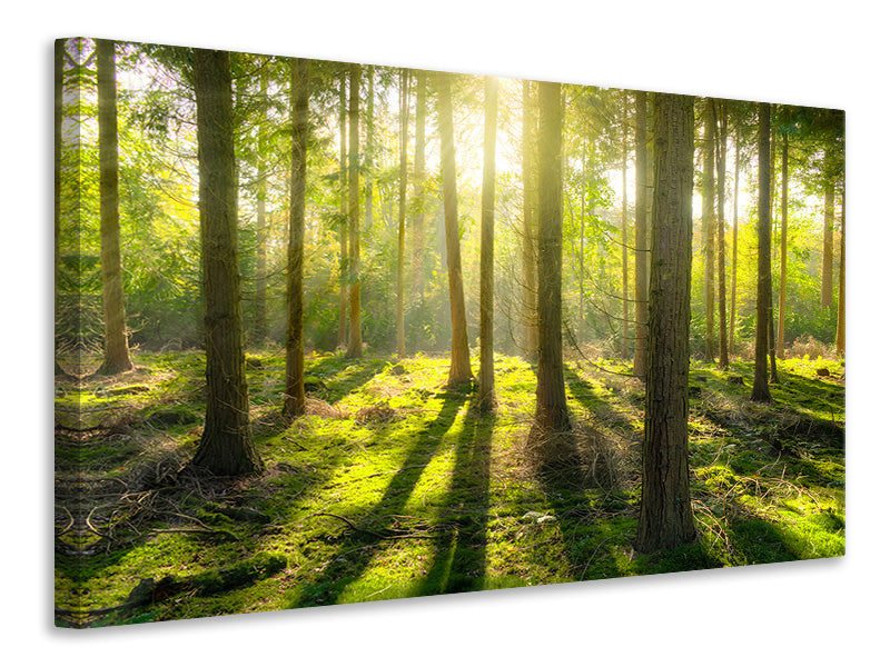 4-piece-canvas-print-in-the-middle-of-the-woods