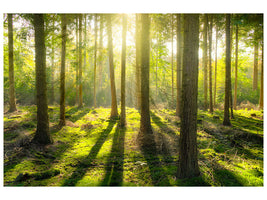 modern-4-piece-canvas-print-in-the-middle-of-the-woods