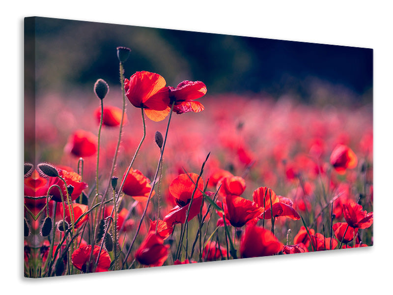 4-piece-canvas-print-in-the-poppy-field