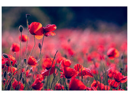 modern-4-piece-canvas-print-in-the-poppy-field