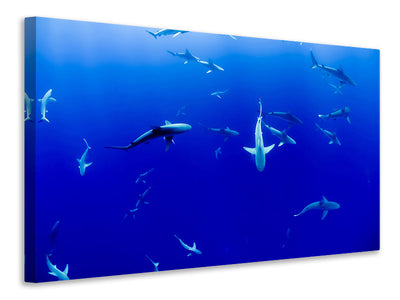 panoramic-3-piece-canvas-print-in-the-shark-tank