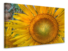 panoramic-canvas-print-inflorescence-of-a-sunflower