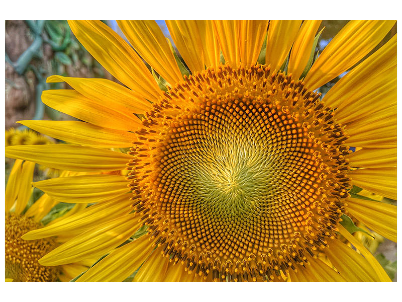 panoramic-3-piece-canvas-print-inflorescence-of-a-sunflower