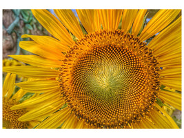 panoramic-canvas-print-inflorescence-of-a-sunflower
