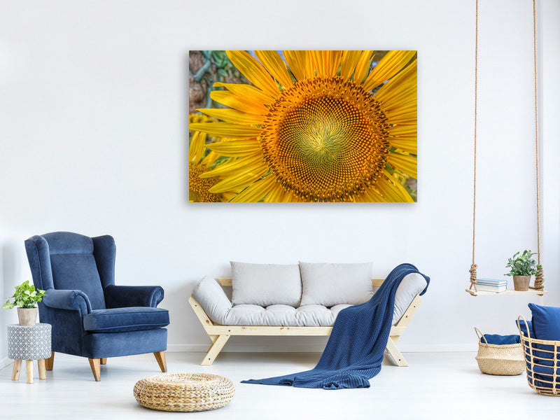 panoramic-3-piece-canvas-print-inflorescence-of-a-sunflower
