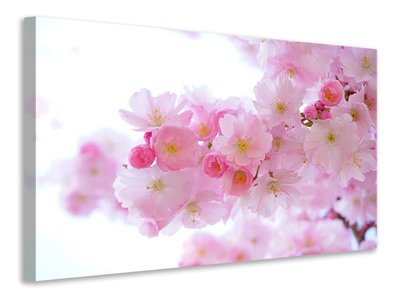 panoramic-3-piece-canvas-print-japanese-cherry-blossom-xl