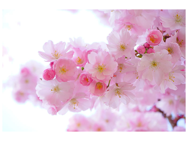panoramic-canvas-print-japanese-cherry-blossom-xl