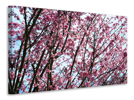 panoramic-3-piece-canvas-print-japanese-cherry-blossom