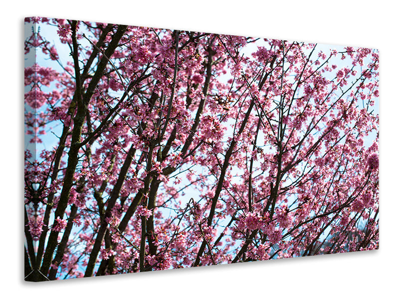panoramic-3-piece-canvas-print-japanese-cherry-blossom