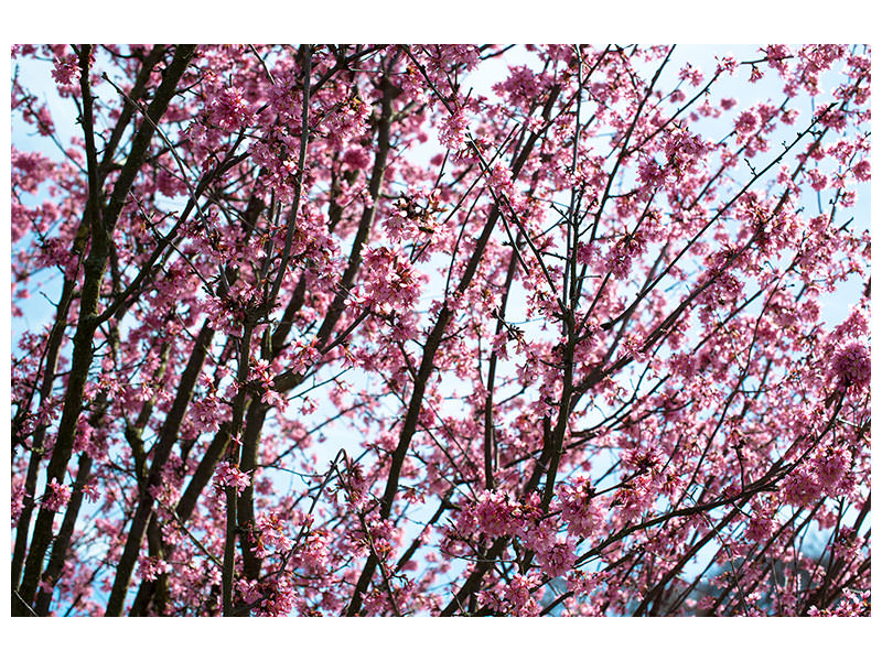 modern-4-piece-canvas-print-japanese-cherry-blossom