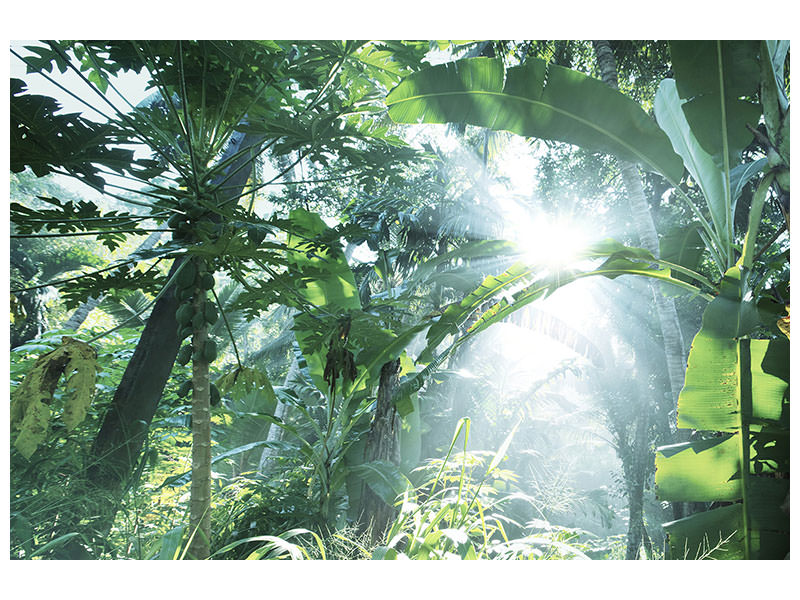 4-piece-canvas-print-jungle-star