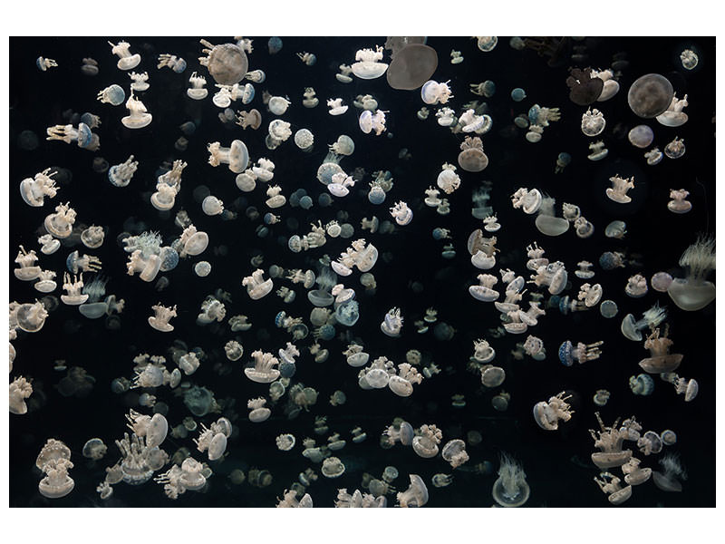 modern-4-piece-canvas-print-just-some-jellies