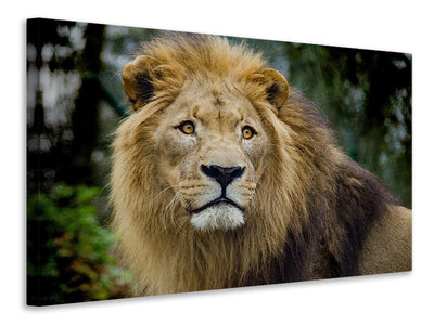 3-piece-canvas-print-king-of-wildlife