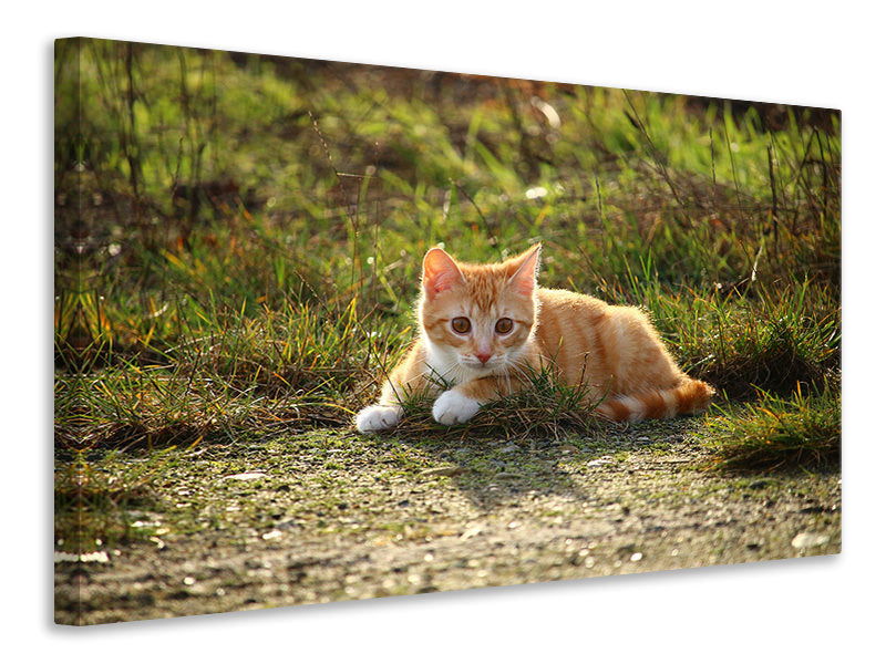 panoramic-3-piece-canvas-print-kitten-in-nature