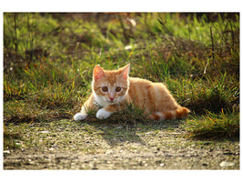 panoramic-3-piece-canvas-print-kitten-in-nature