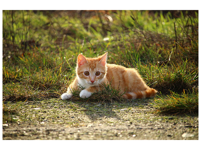 panoramic-canvas-print-kitten-in-nature