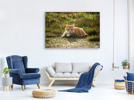 3-piece-canvas-print-kitten-in-nature