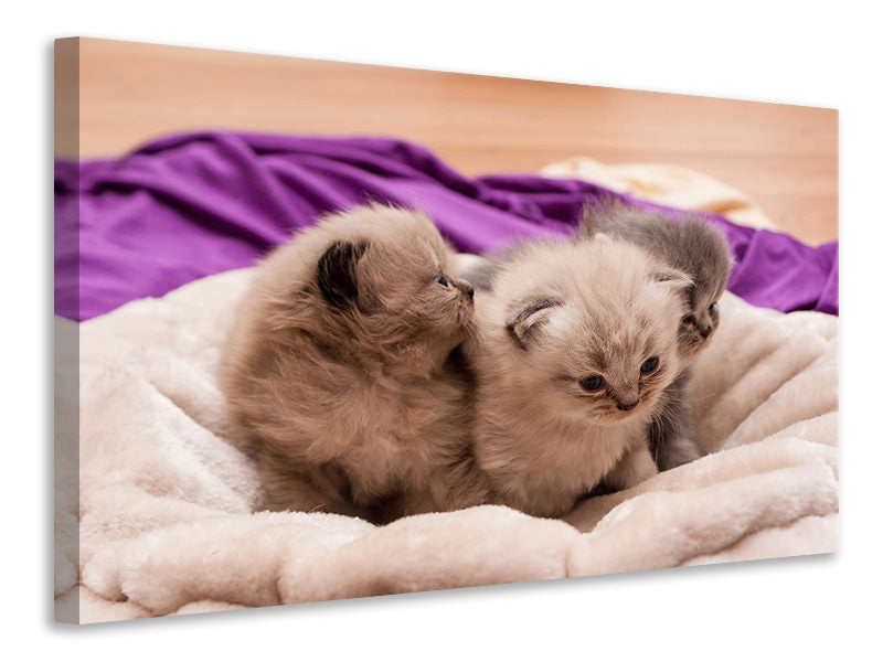 3-piece-canvas-print-kitten-trio-to-fall-in-love
