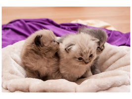 3-piece-canvas-print-kitten-trio-to-fall-in-love