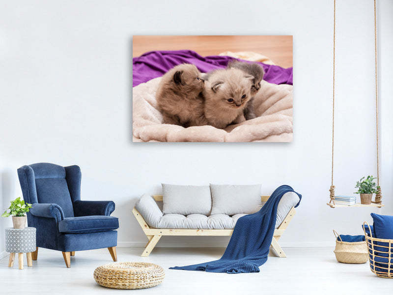 3-piece-canvas-print-kitten-trio-to-fall-in-love