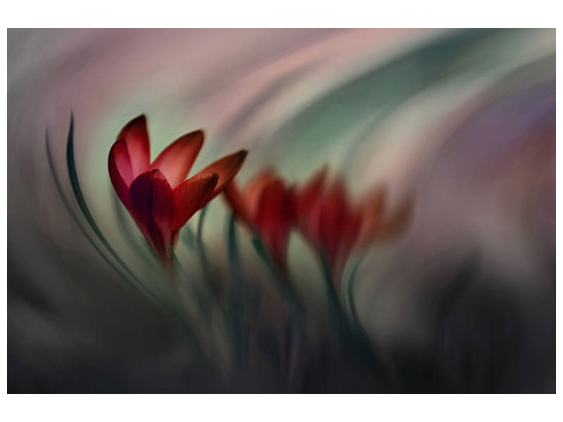 4-piece-canvas-print-krokus