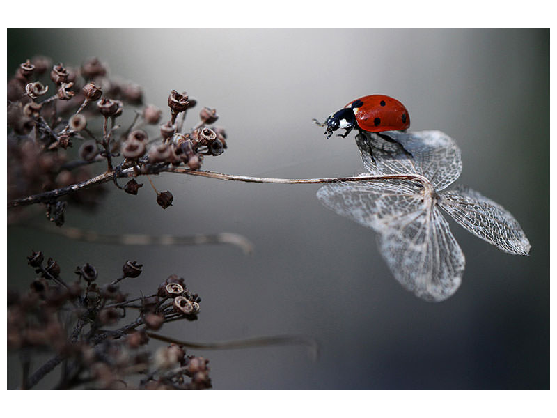 3-piece-canvas-print-ladybird-on-hydrangea