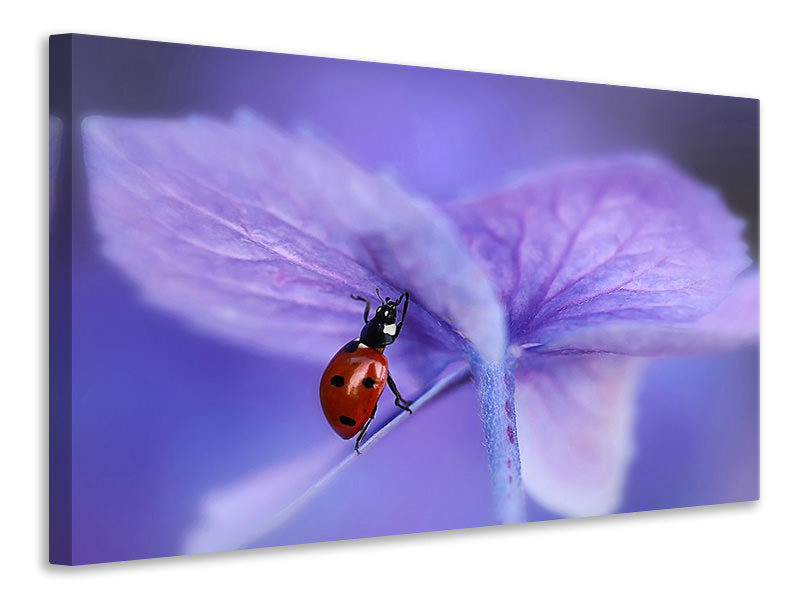 5-piece-canvas-print-ladybird-on-purple-hydrangea