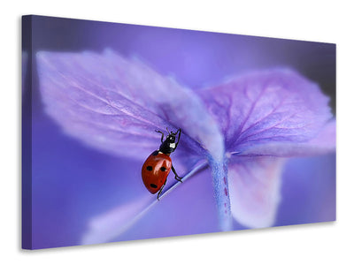 modern-3-piece-canvas-print-ladybird-on-purple-hydrangea
