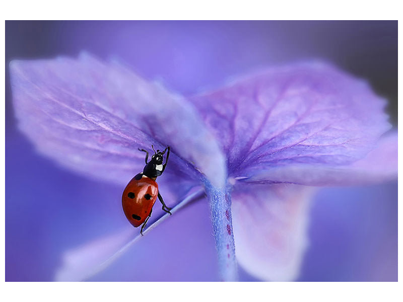 modern-3-piece-canvas-print-ladybird-on-purple-hydrangea
