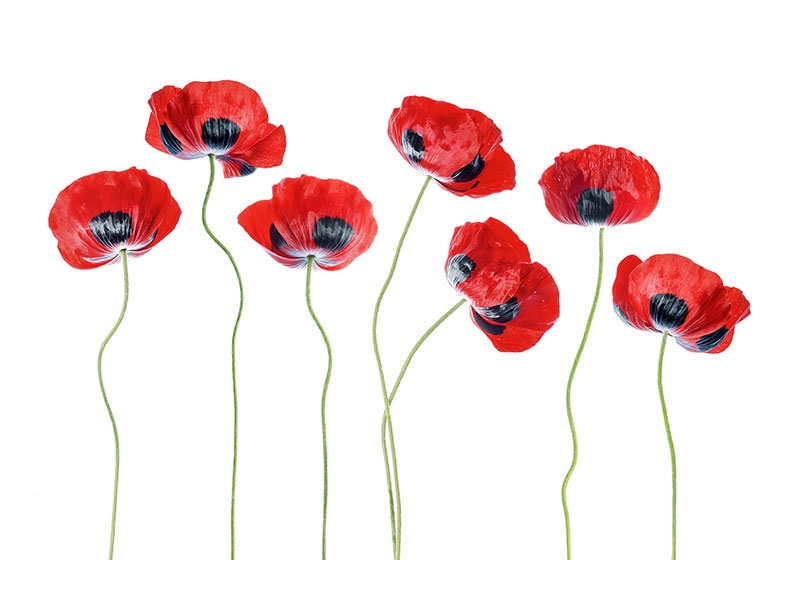 modern-3-piece-canvas-print-ladybird-poppies