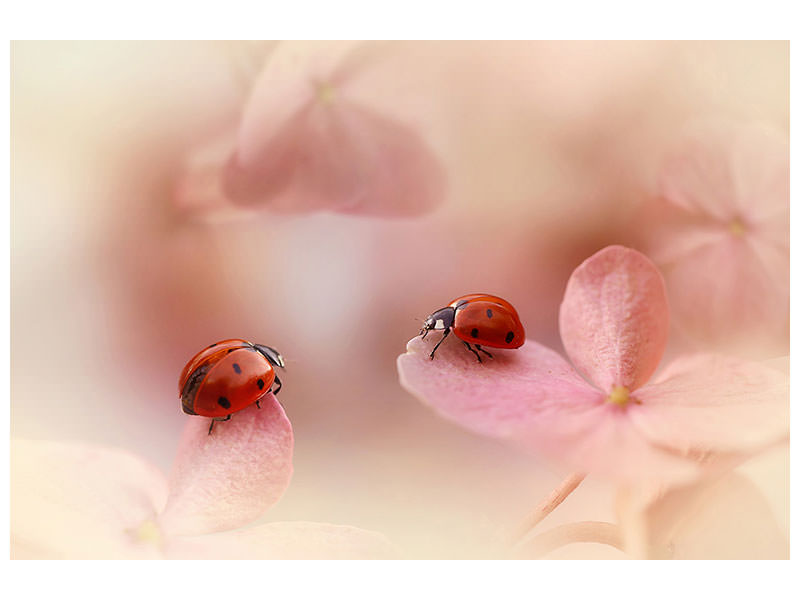 3-piece-canvas-print-ladybirds-on-pink-hydrangea