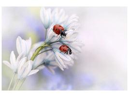 modern-4-piece-canvas-print-ladybirds