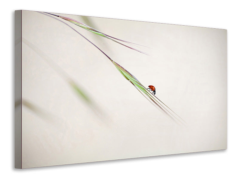panoramic-3-piece-canvas-print-ladybug