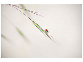 panoramic-3-piece-canvas-print-ladybug