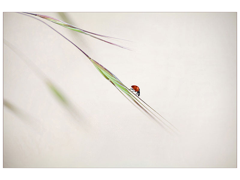 panoramic-3-piece-canvas-print-ladybug